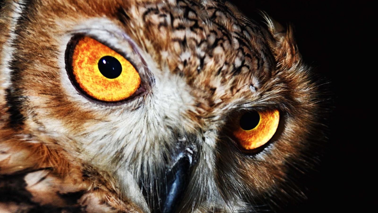 - The ​Wisdom ⁢and ‌Intuition ​of Owls