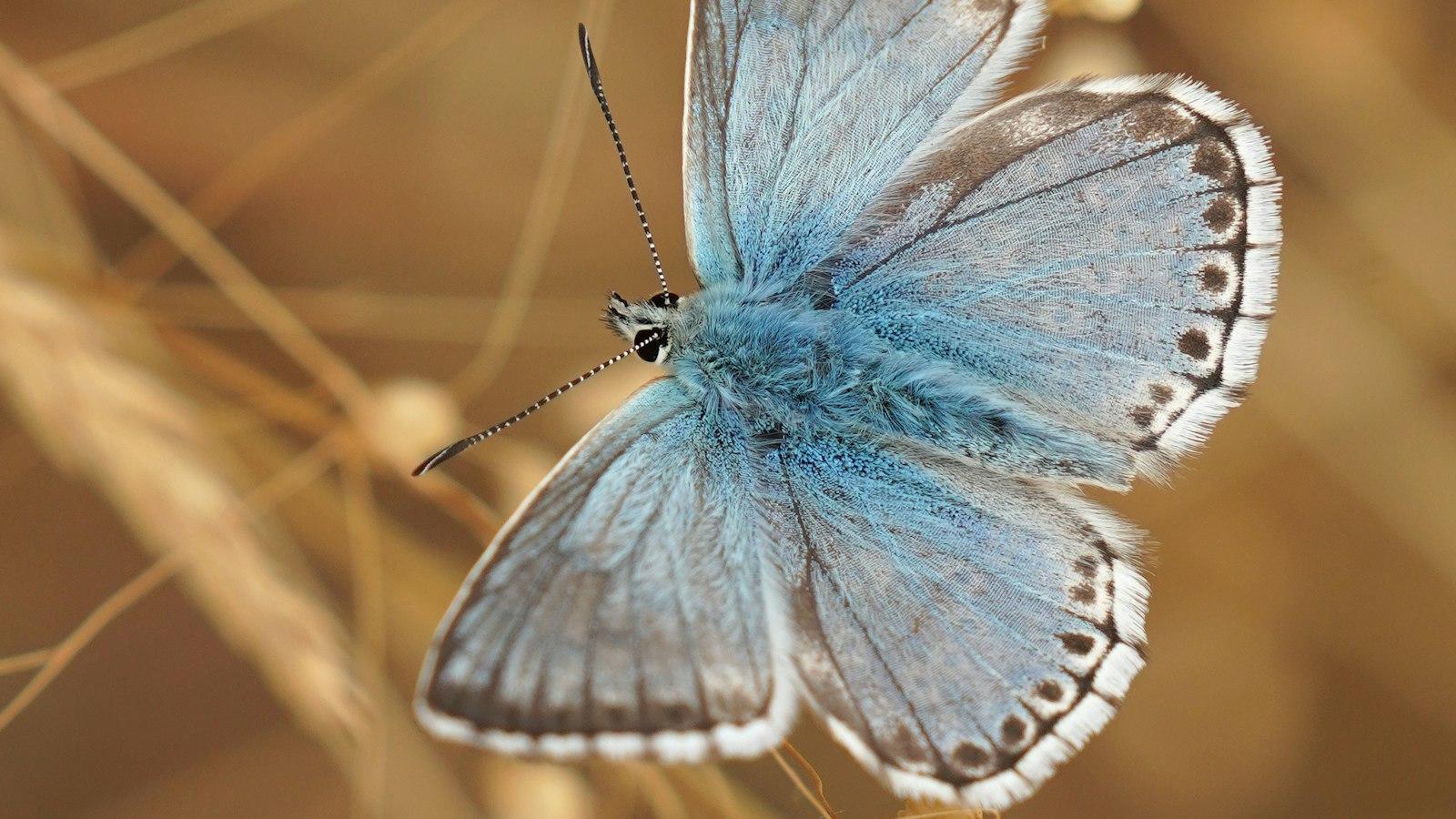 Butterflies as‍ Messengers:⁣ Exploring ​their⁤ Spiritual Significance and Communication