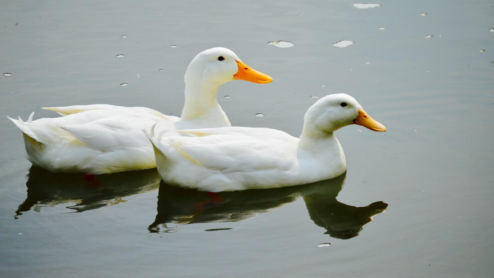 Geese in Folklore ‌and Superstitions