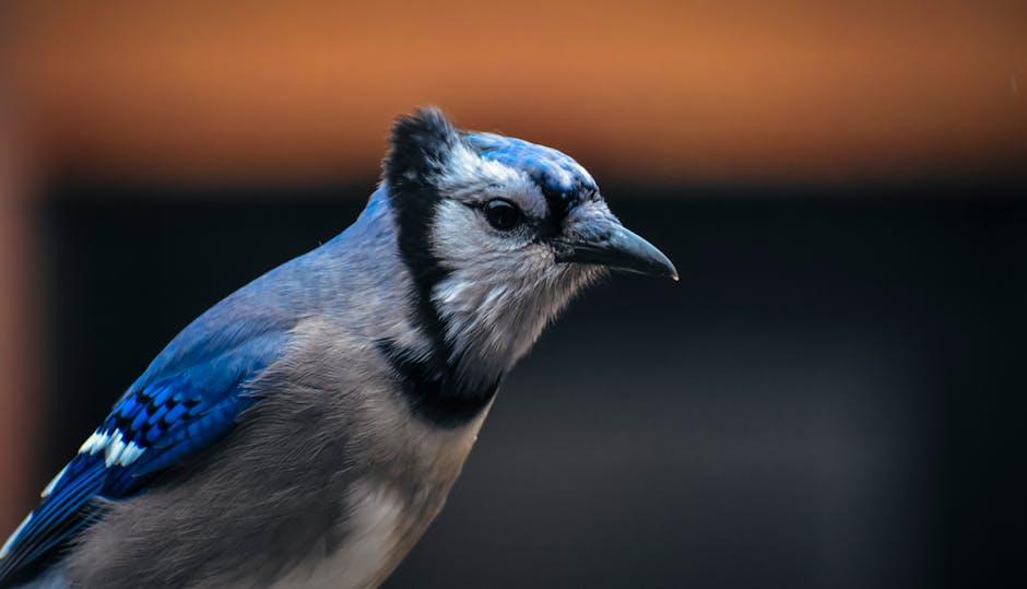 Heading 2: The Blue Jay's Role in Native ‌American ‍Folklore