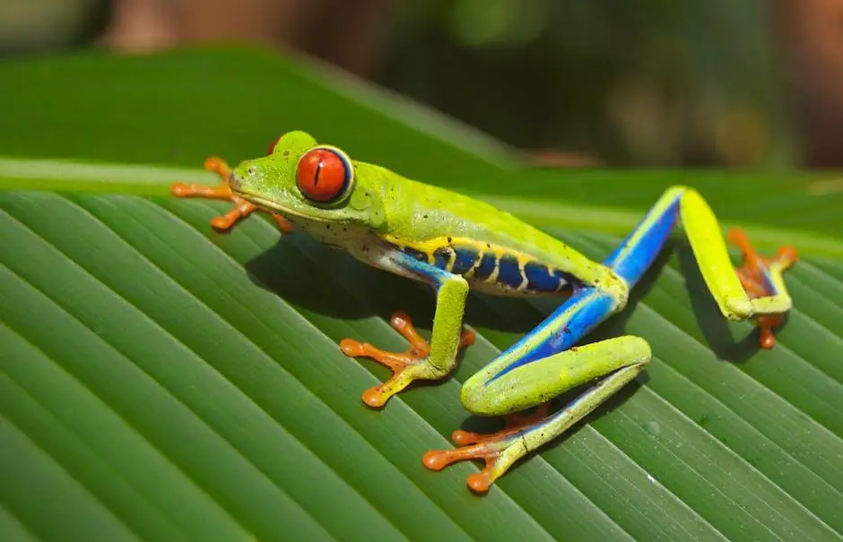 Interpreting frog dreams in‍ different cultures